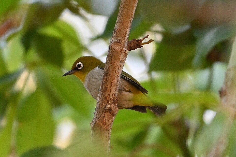 Malagasy White-eye