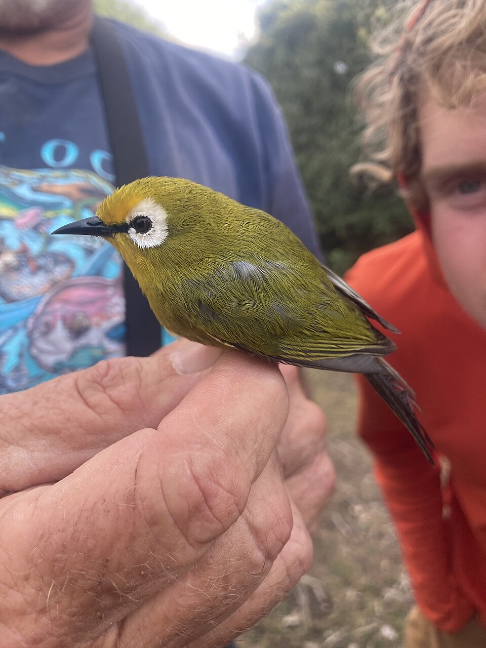 Mbulu White-eye