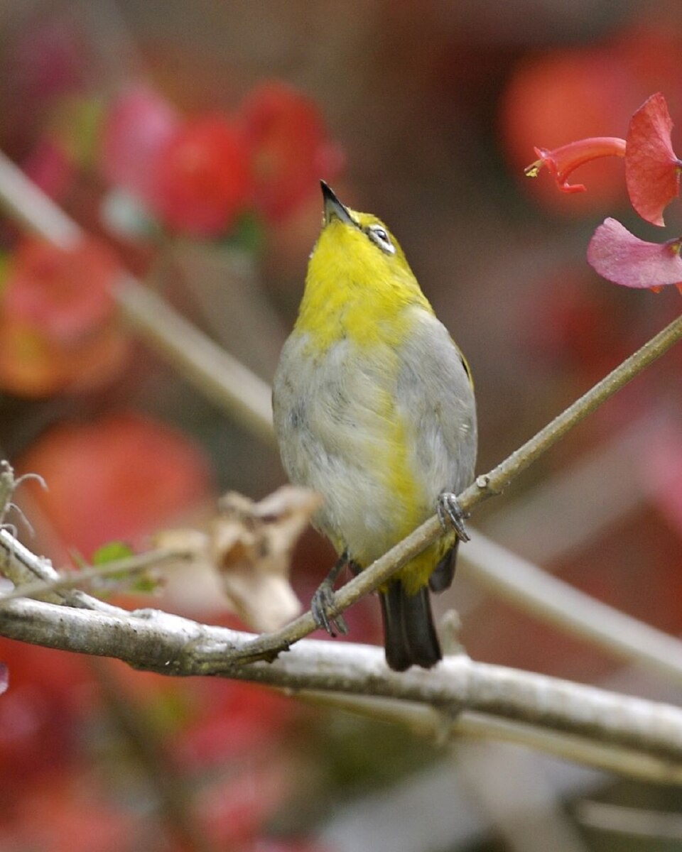Sangkar White-eye