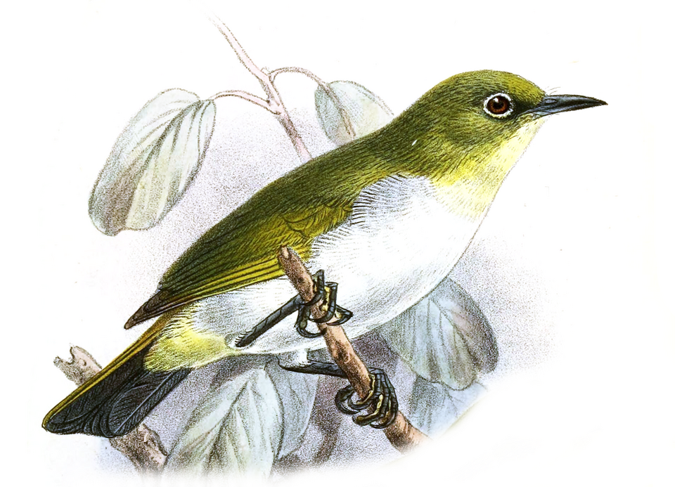 Yellow-throated White-eye