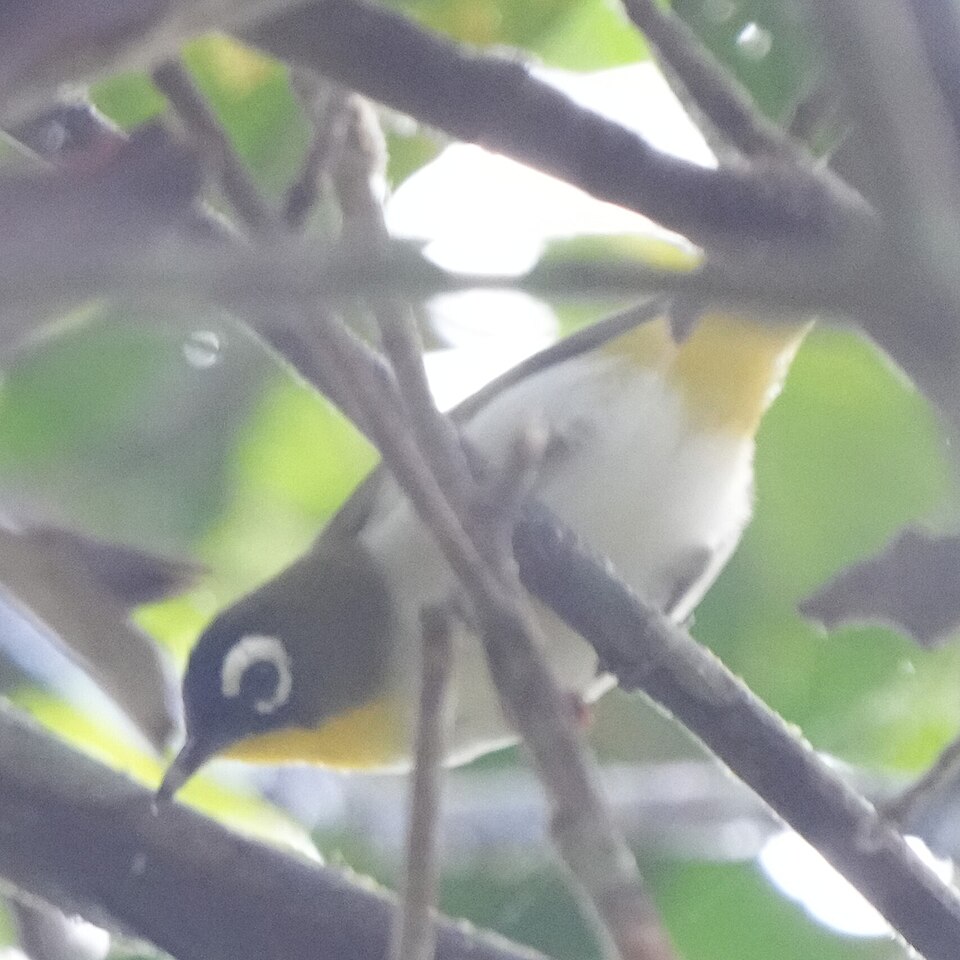 Green-fronted White-eye