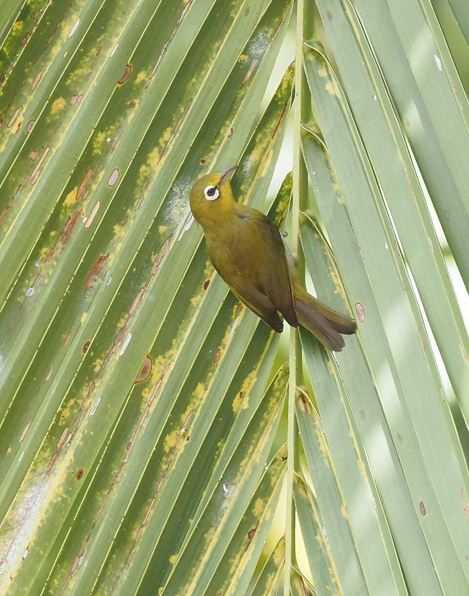 Small Lifou White-eye