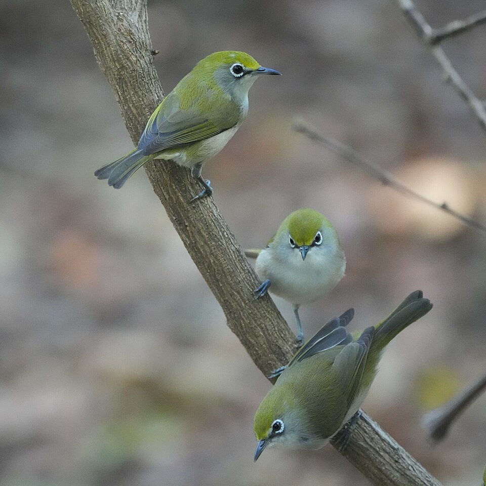 Christmas White-eye