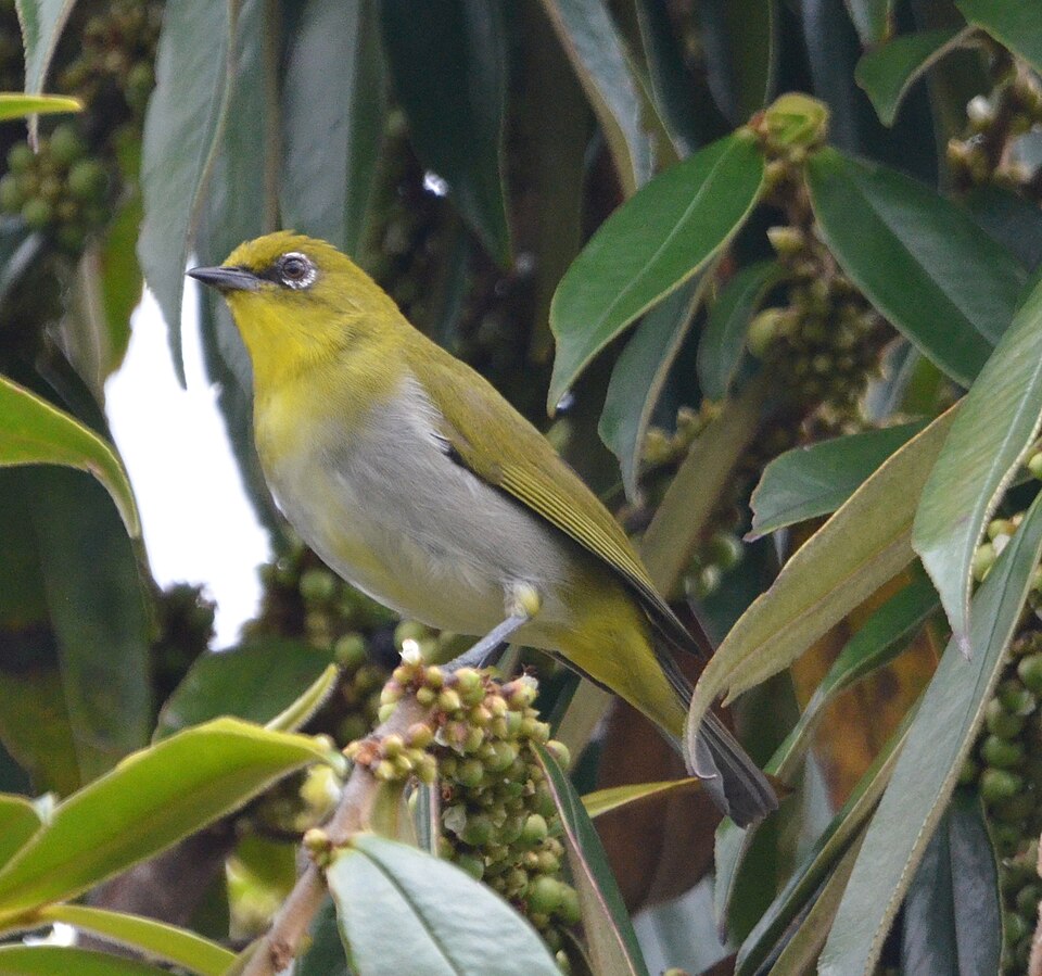 Papuan White-eye