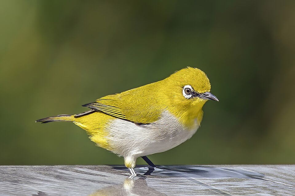 Indian White-eye