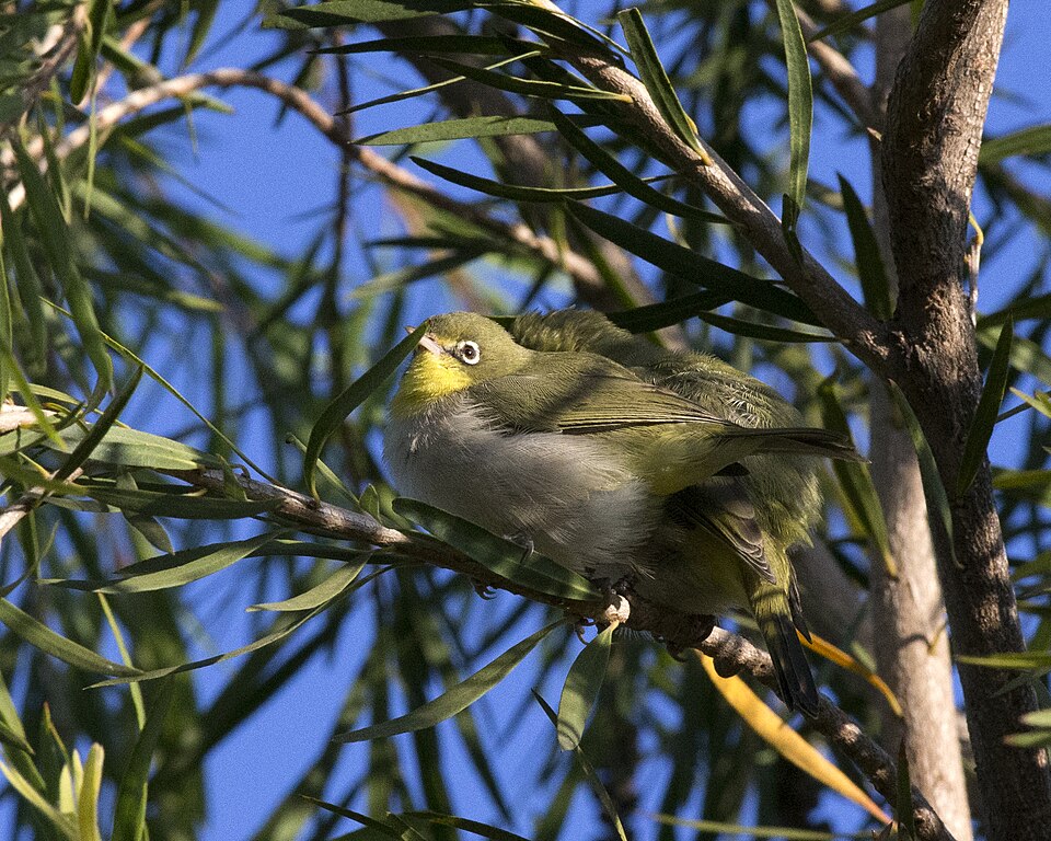 Heuglin's White-eye