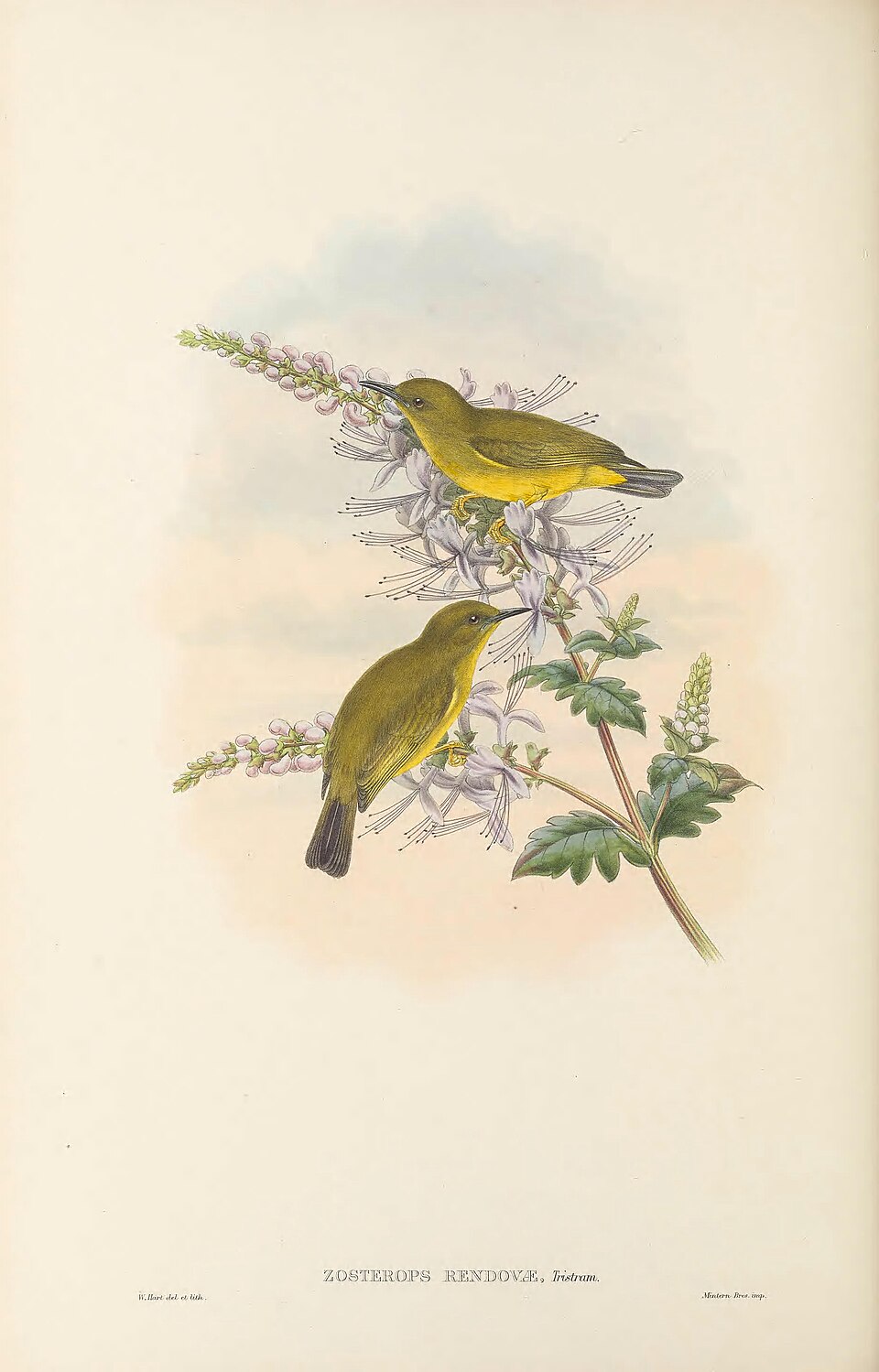 Grey-throated White-eye