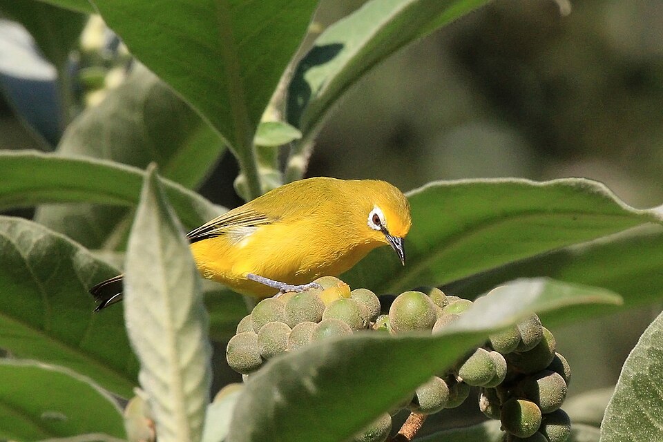 Northern Yellow White-eye