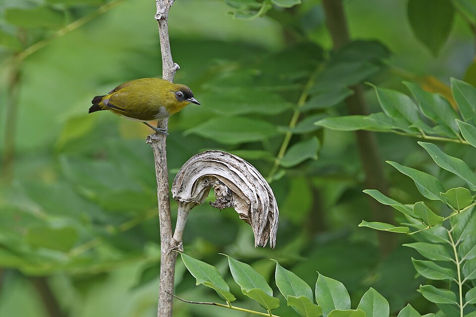 Togian White-eye