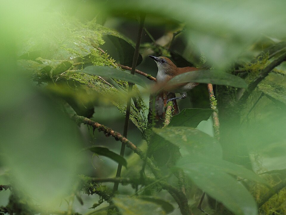 Seram White-eye
