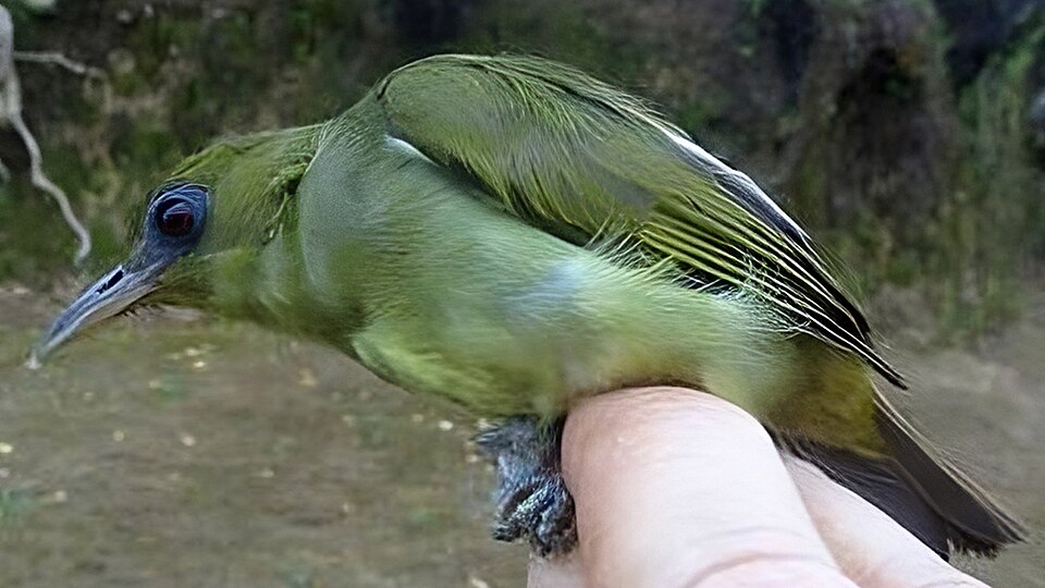 Malaita White-eye