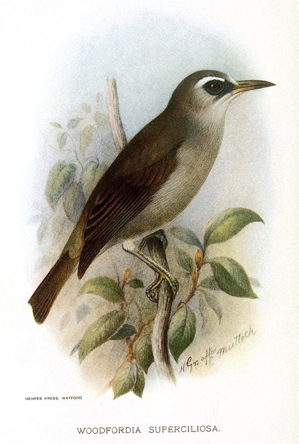Bare-eyed White-eye