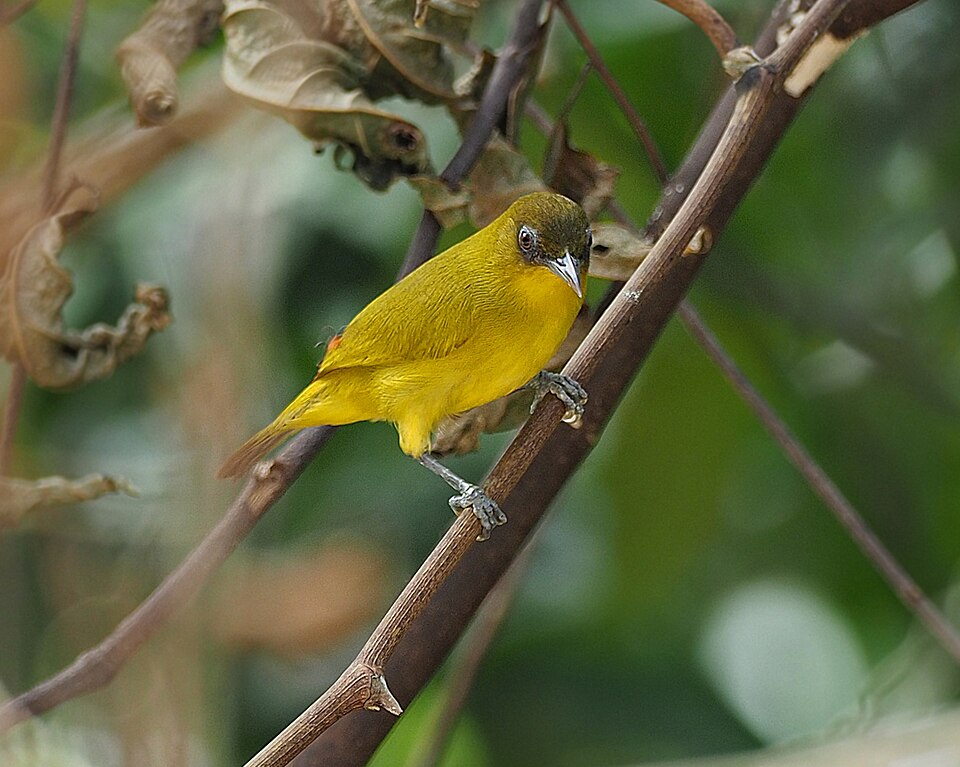 Golden-bellied White-eye