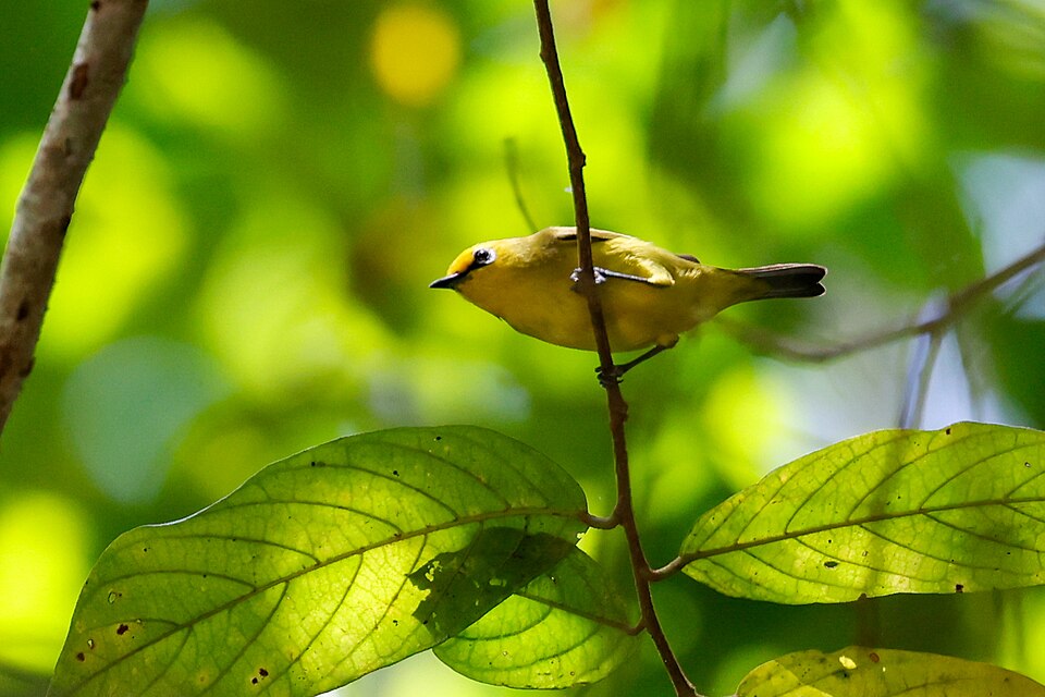 Pemba White-eye