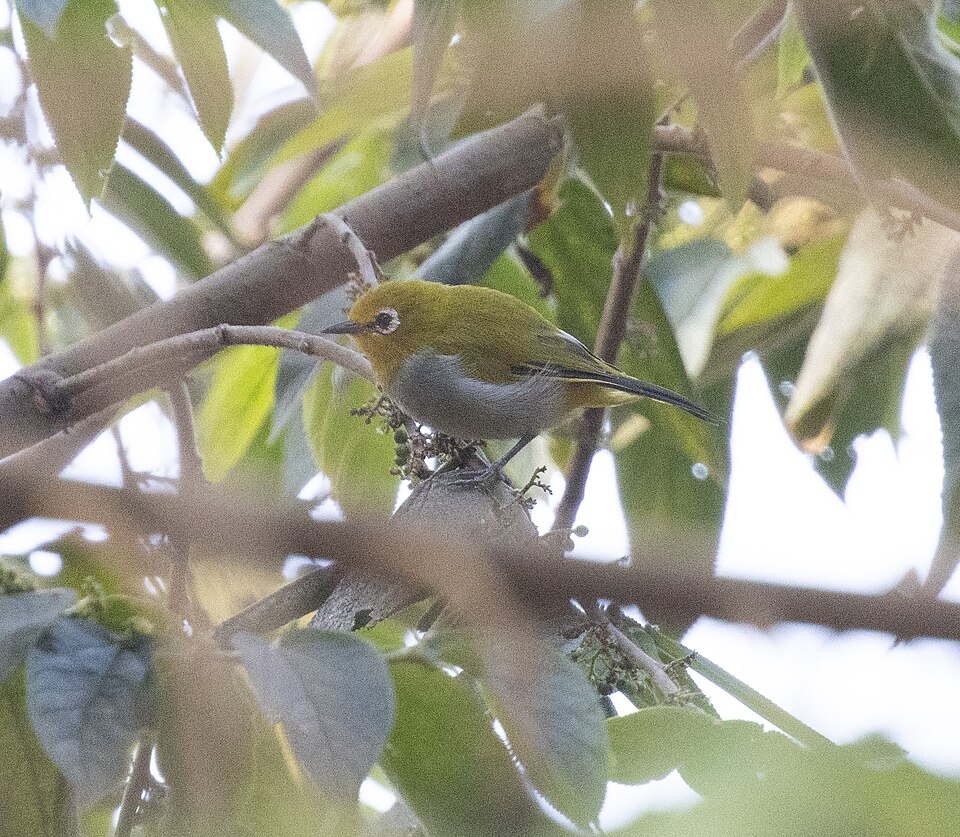 South Pare White-eye