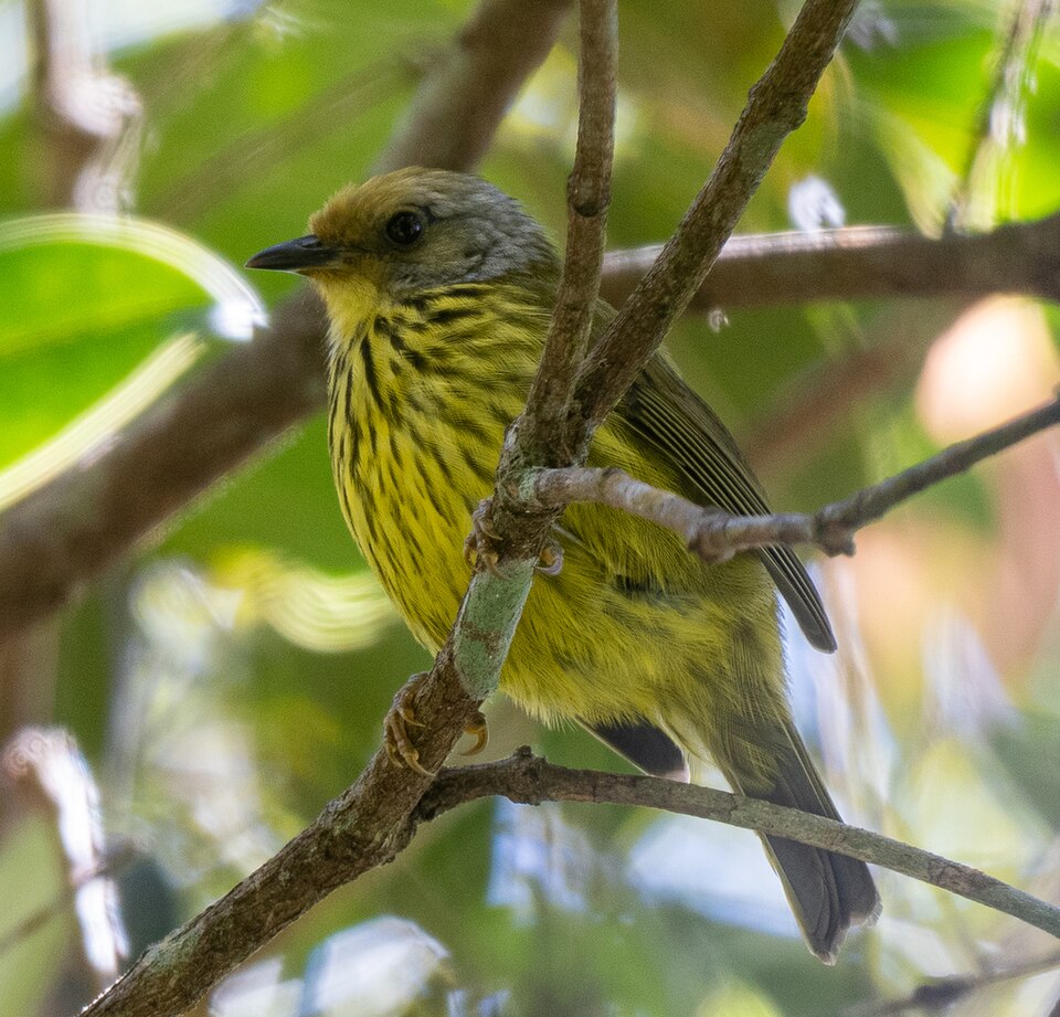 Palawan Striped Babbler