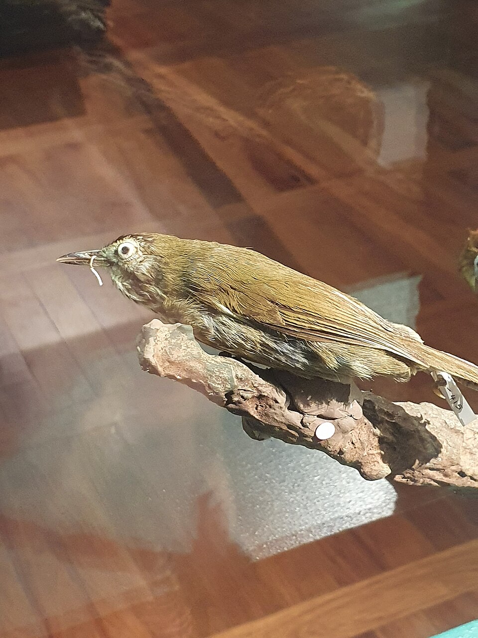 Panay Striped Babbler