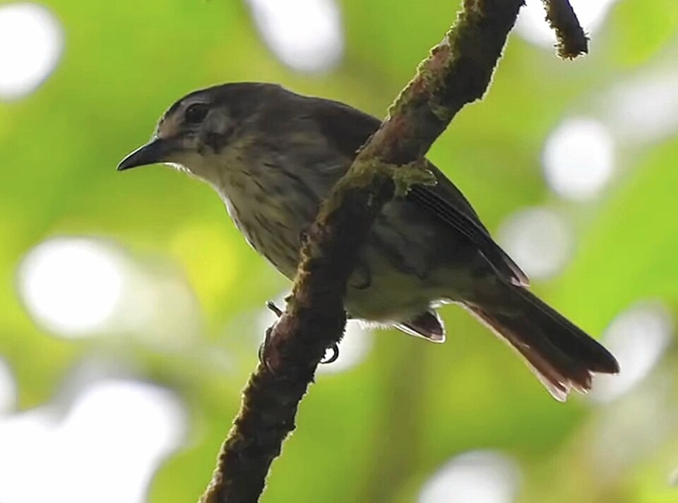 Negros Striped Babbler
