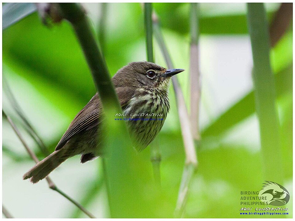 Luzon Striped Babbler